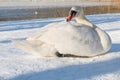 Mute swan, Cygnus olor, on ice, tending feathers Royalty Free Stock Photo